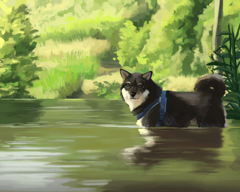 Shiba Inu study - image taken from "Shiba Every Hour" Twitter Account